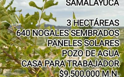 NOGALERA EN SAMALAYUCA